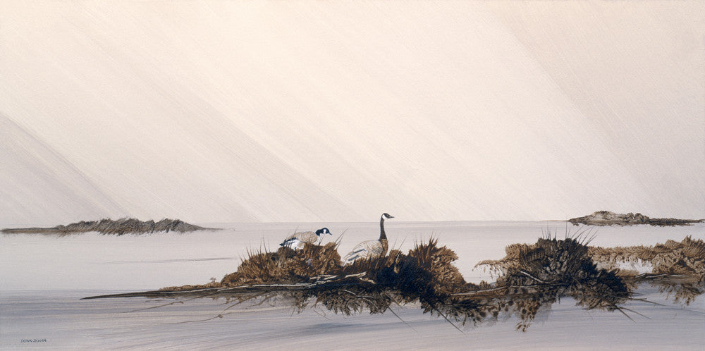 Geese on Shore